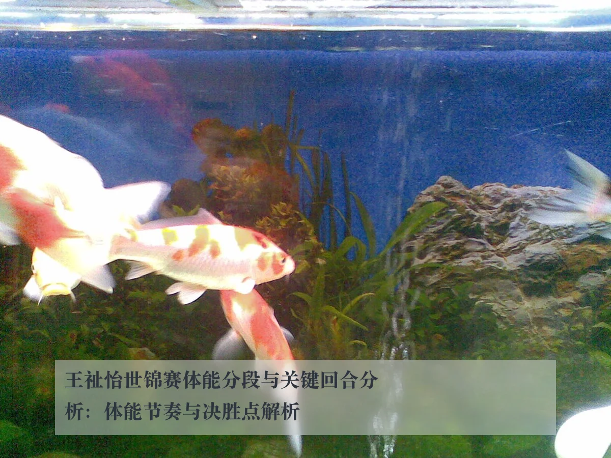 王祉怡世锦赛体能分段与关键回合分析：体能节奏与决胜点解析